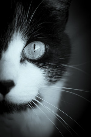 Portrait of black and white cat about 7 years old. no peopleの写真素材