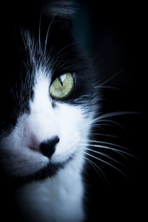 Portrait of black and white cat about 7 years old. no peopleの写真素材