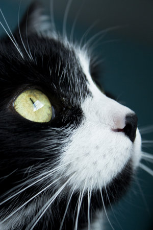 Portrait of black and white cat about 7 years old. no peopleの写真素材