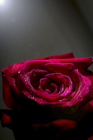 Fully open red rose on black background. no peopleの写真素材
