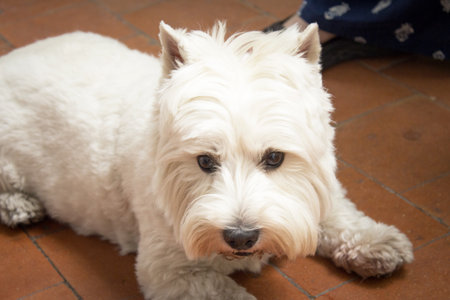 West Highland White Terrier dog portrait. no peopleの写真素材