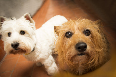 Portrait of two dogs, one white and one brown. no peopleの写真素材