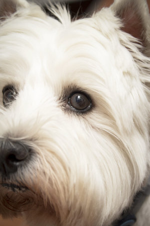 West Highland White Terrier dog portrait. no people