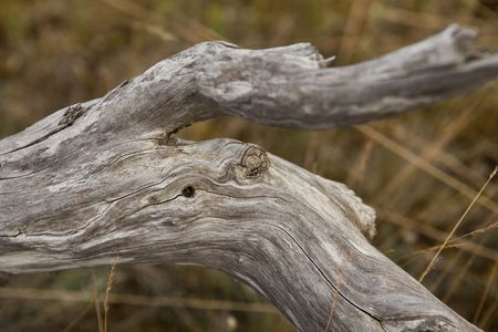 Close up of a branchの写真素材