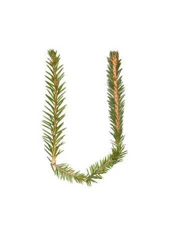 Spruce twigs forming the letter 'U' isolated on whiteの写真素材