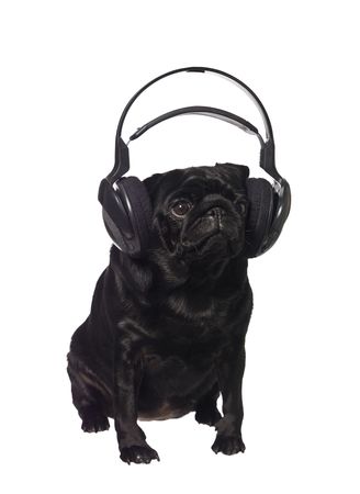 Black pug listening to music isolated on whiteの写真素材