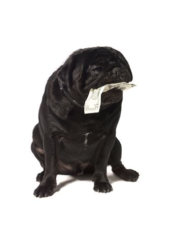 Black pug with dollar bills in the mouth isolated on a white backgroundの写真素材