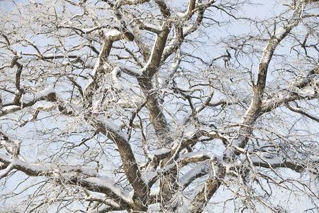 Majestic winter tree