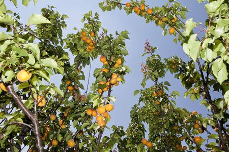 Apricots on a branch towards blue sky