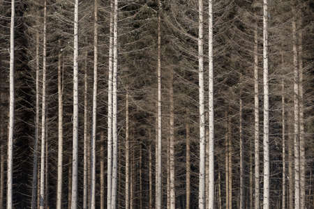 Close up of pine treesの写真素材