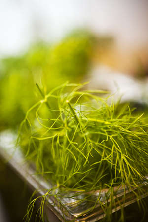 Dill Plant with selective focusの写真素材