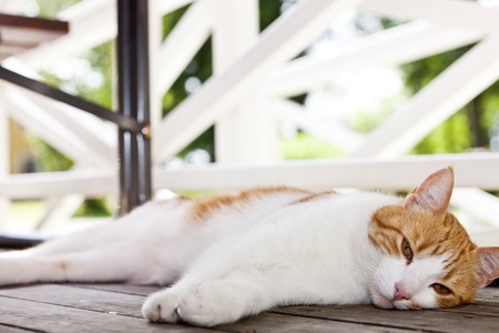 Domestic cat facing the cameraの写真素材