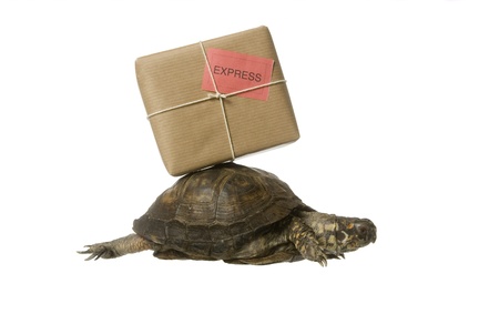 Turtle with a package isolated on white backgroundの写真素材