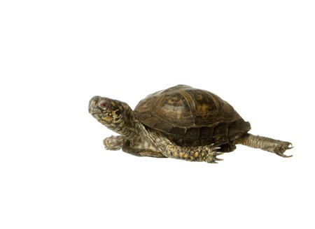 Turtle isolated on white backgroundの写真素材