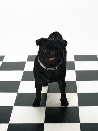 Portrait of a French Bulldogの写真素材