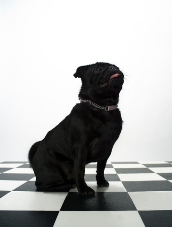 Portrait of a French Bulldogの写真素材