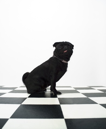 Portrait of a French Bulldogの写真素材