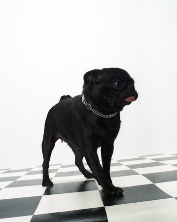 Portrait of a French Bulldogの写真素材