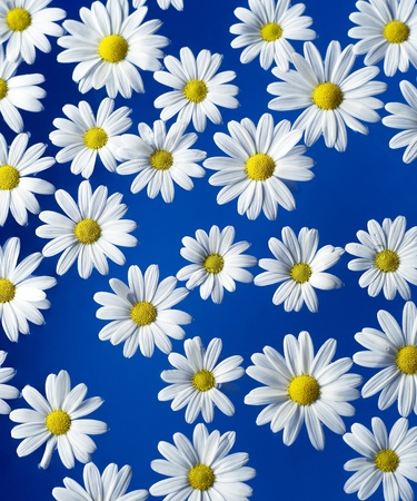 Group of Oxeye Daisy on blue backgroundの写真素材