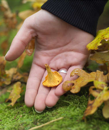 Human hand holding a chanterelleの写真素材