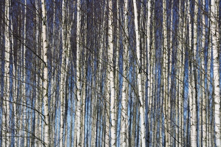 Trees full frame towards blue skyの写真素材