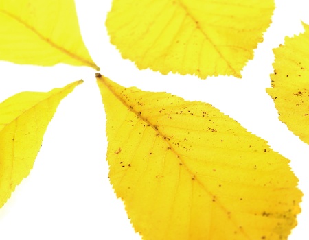 Yellow Leafs isolated on white backgroundの写真素材