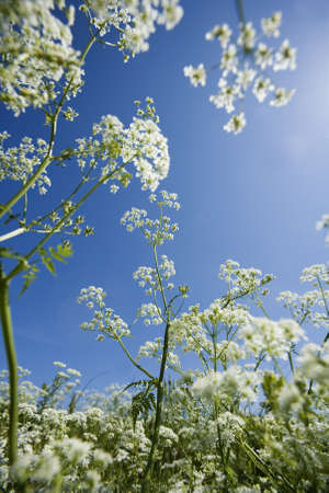 Cow Parsley from low angle view towards blue skyの写真素材