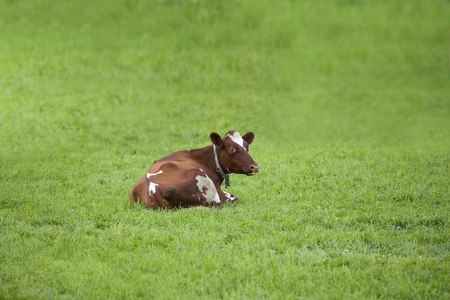 Single cow on a green fieldの写真素材