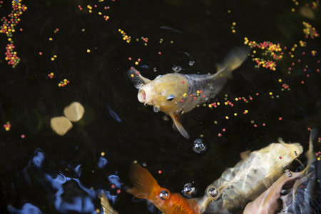 Goldfish eating with selective focusの写真素材
