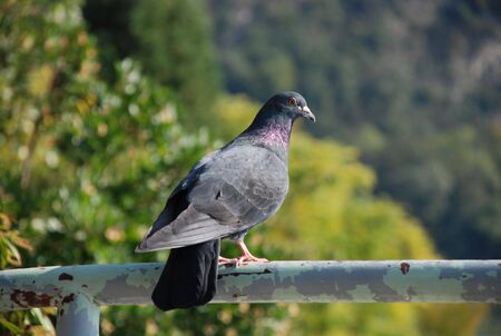 Pigeon on bannisterの写真素材