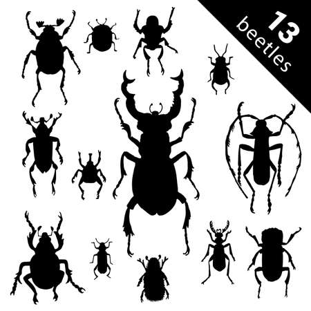 Bug species and exotic beetles icons vector collection. Various insects set with as Goliath beetle, Frog-legged, Ladybug Giraffe weevil and other strange bugs in flat Species setのイラスト素材