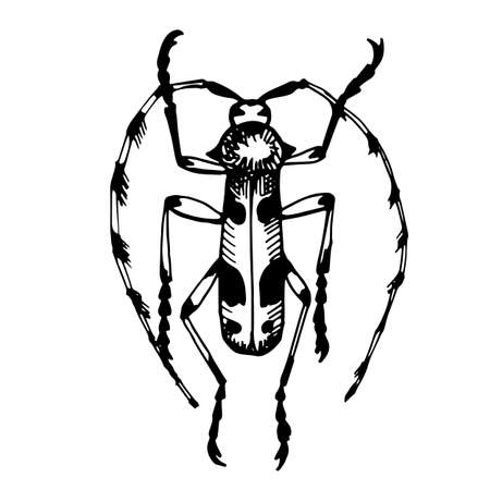 Soldier bug, wingless red bug, kozachek, or red bug, linear vector drawingvector drawing. Naturalness of nature, beautiful beetle, ecology. White and black background colorsのイラスト素材