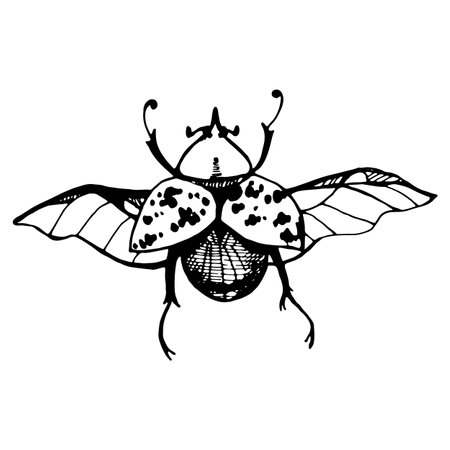 Soldier bug, wingless red bug, kozachek, or red bug, linear vector drawingvector drawing. Naturalness of nature, beautiful beetle, ecology. White and black background colorsのイラスト素材