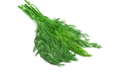 Fresh dill herbの写真素材