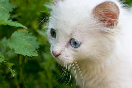 Funny kittenの写真素材