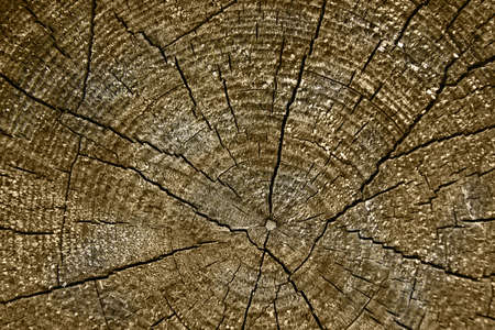 Wood texture