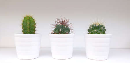 Three cactus in three white potsの写真素材