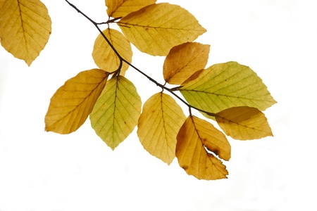 leaves from a beech tree at autumn time