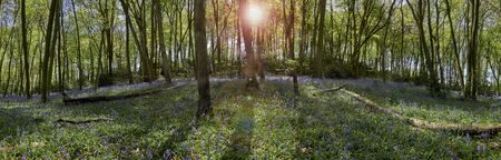 Panoramic view of woods showing  flowering bluebells at springtime in The Chiltern Hills, England                             の写真素材
