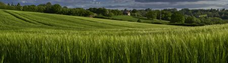 Panoramic view of green wheat growing in a field in The Chiltern Hills,Englandの写真素材