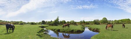 Panoramic view of wild horses grazing in the New Forestの写真素材