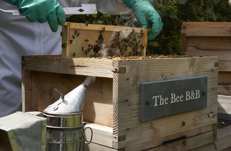 Beekeeper inspecting a frame of honey from hiveの写真素材