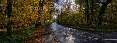 Panoramic photograph of a road passing through forest in autumn