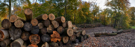 Panoramic photograph of log stacks in forest during conservation project