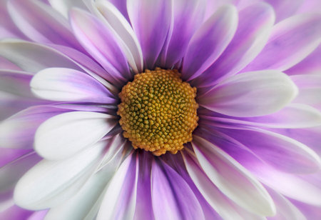 Close up photograph of orange gerbera flower showing the stamen and petalsの写真素材