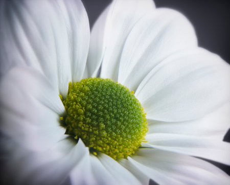 Close up photograph of white daisy gerbera flower showing the stamen and petalsの写真素材