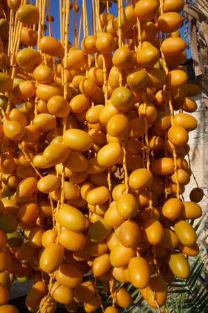 Close-Up of bunch of yellow dates hanging from palm tree in Cyprus