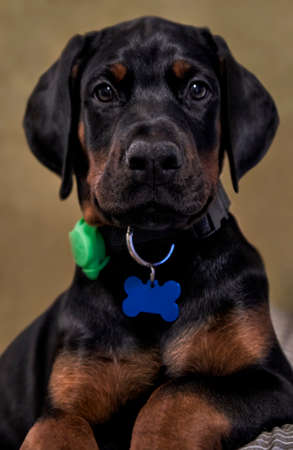 Portrait of Doberman puppy looking at cameraの写真素材