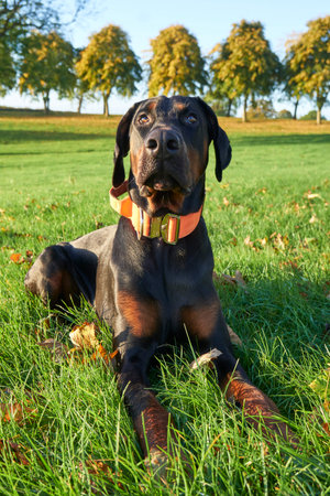 Photograph of puppy Doberman Pinscher dog sitting in grass looking at owner on sunny day with trees in backgroundの写真素材