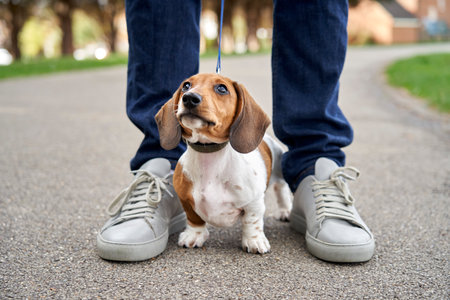 Miniature Dachshund puppy standing between owners legs while on a walkの写真素材